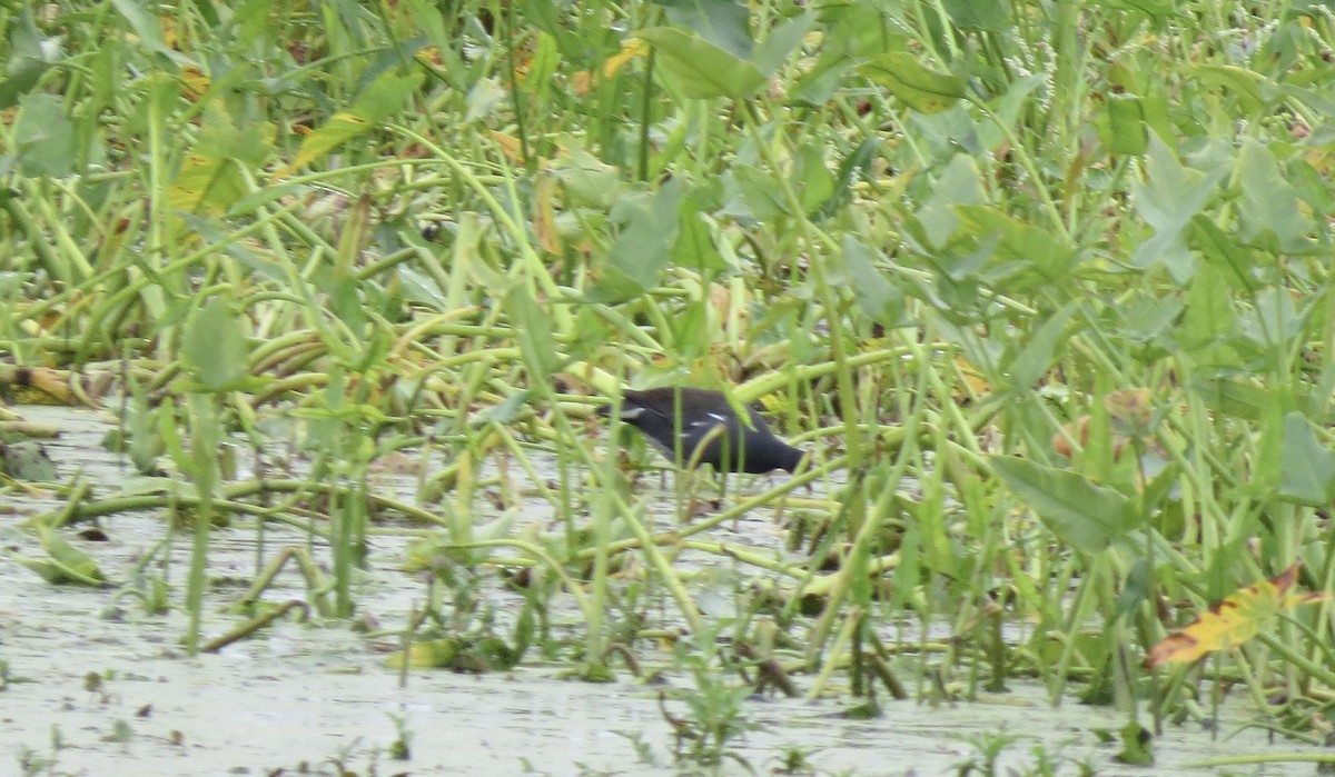 Common Gallinule - ML641390180