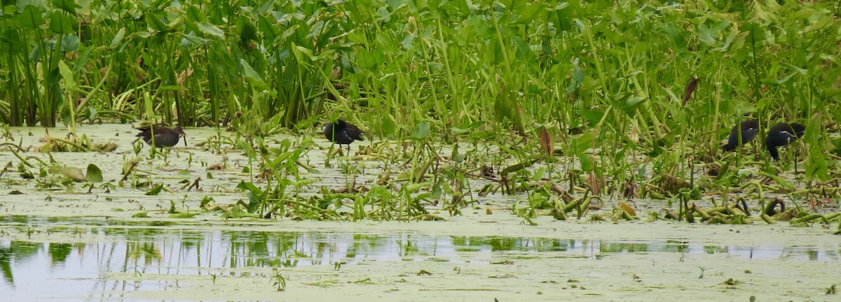 Common Gallinule - ML641390192