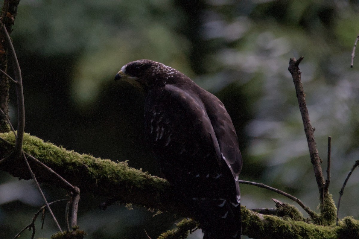 European Honey-buzzard - ML641390193
