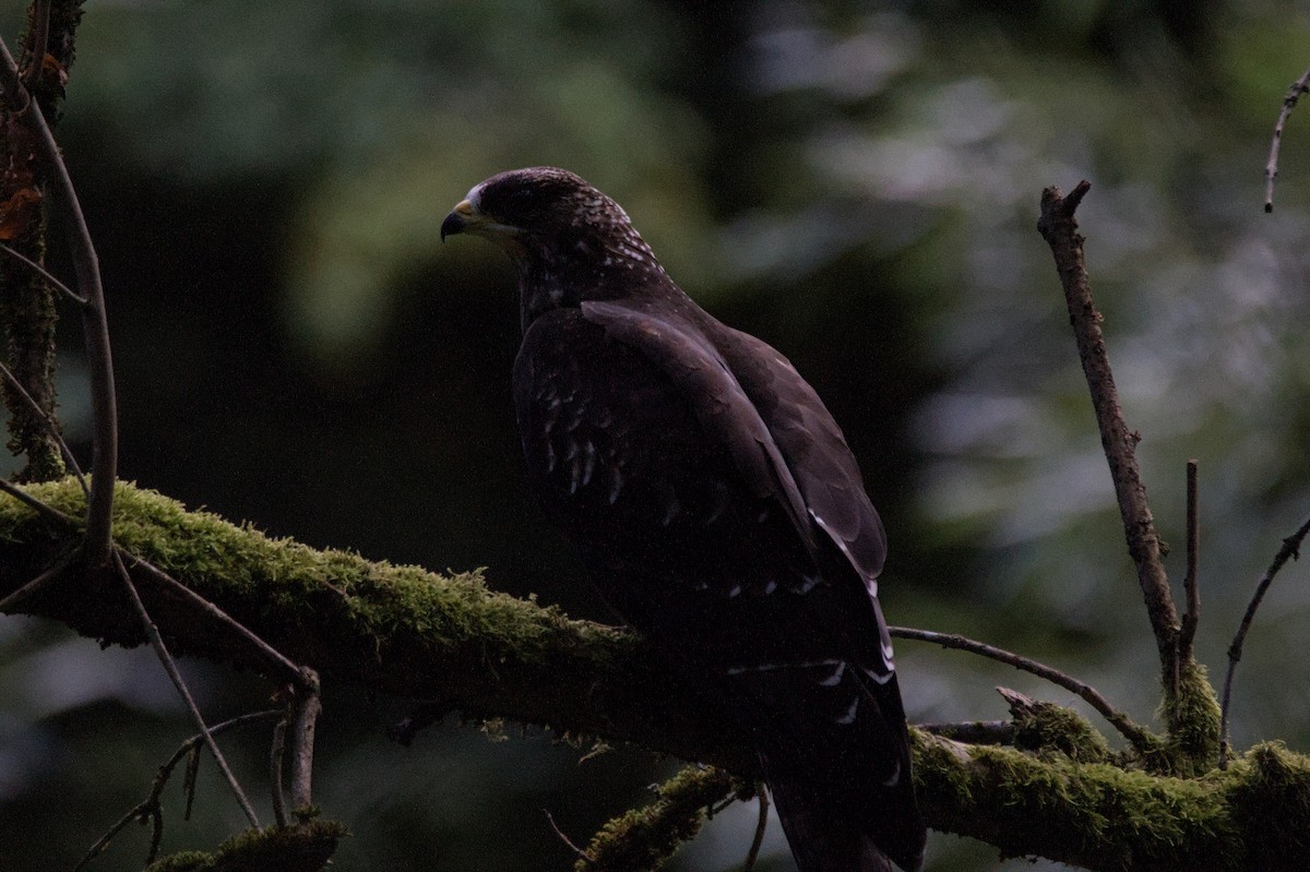 European Honey-buzzard - ML641390194