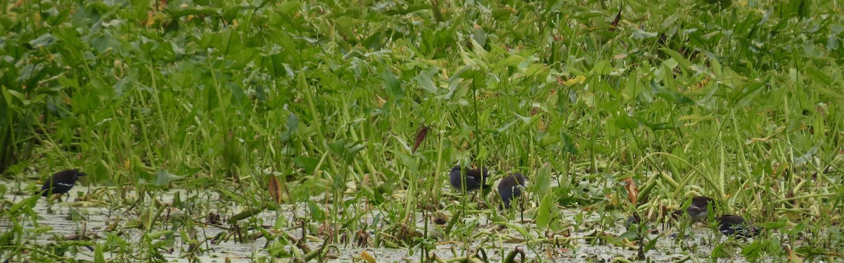 Common Gallinule - ML641390197