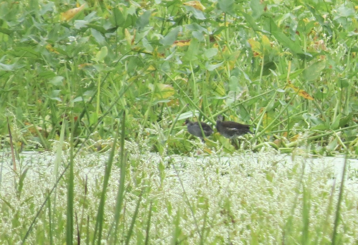 Common Gallinule - ML641390201