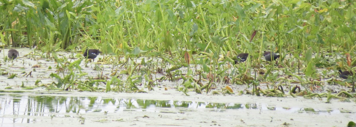 Common Gallinule - ML641390209