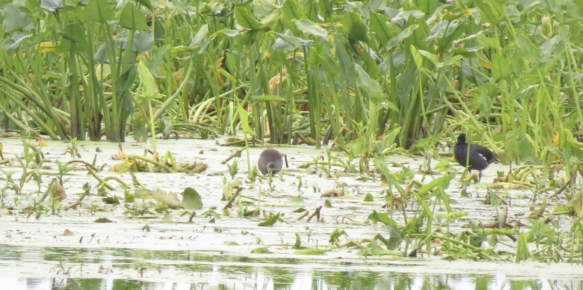 Common Gallinule - ML641390223