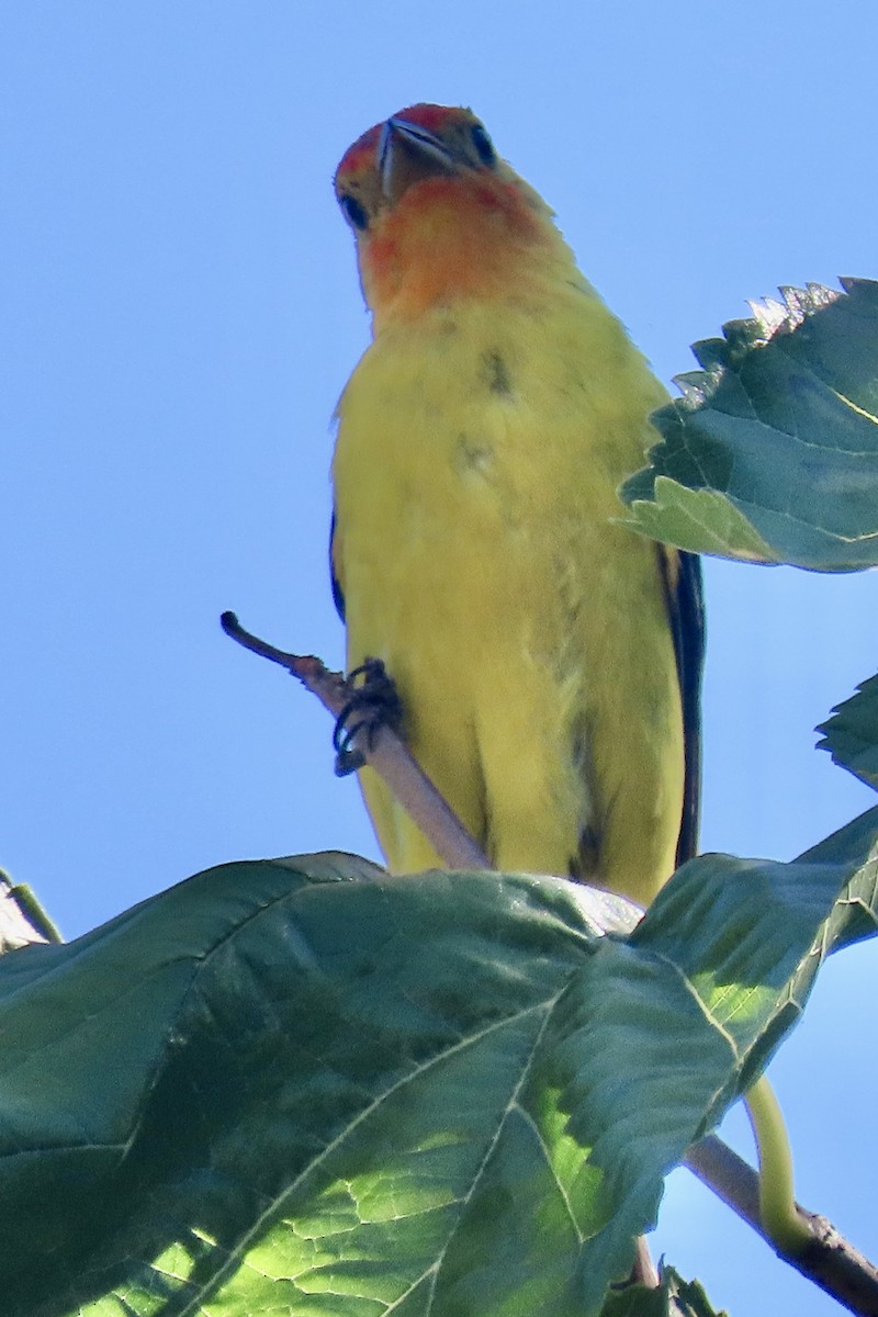 Western Tanager - ML641390238