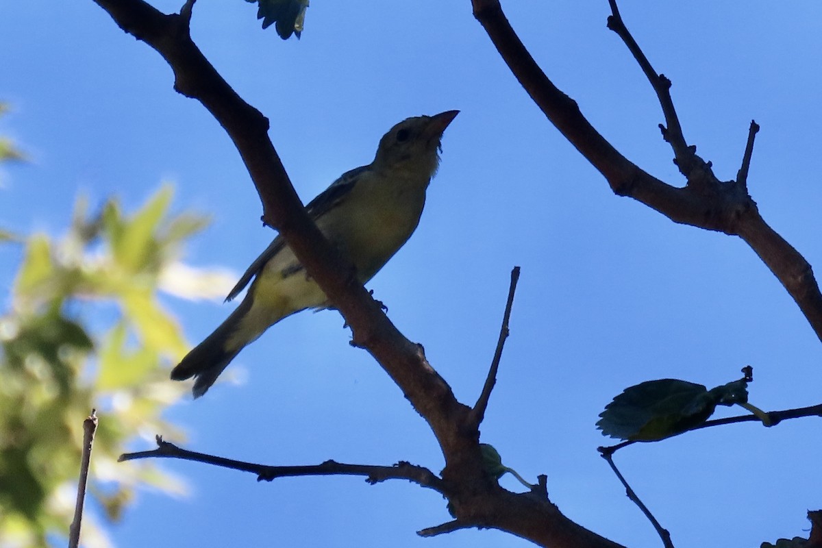 Western Tanager - ML641390239