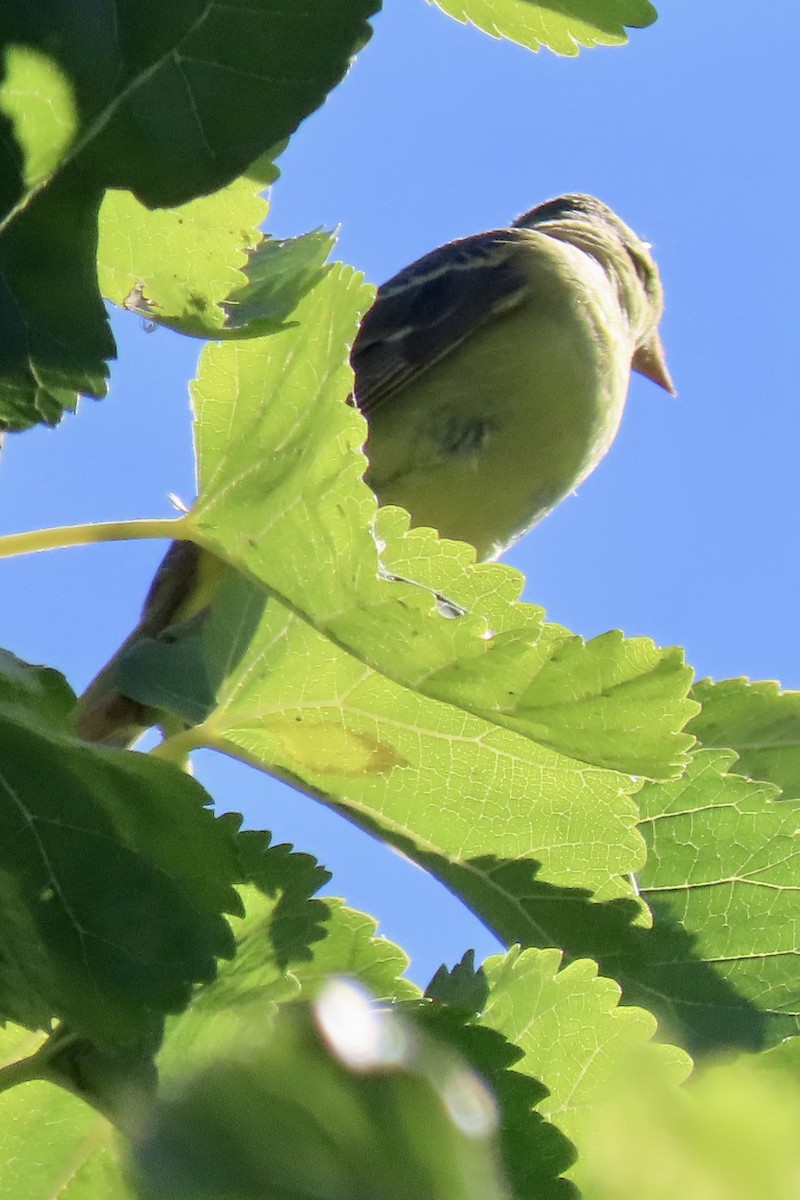 Western Tanager - ML641390240