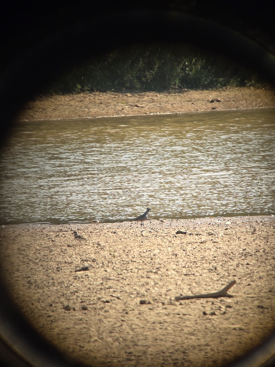 American Golden-Plover - ML641390270