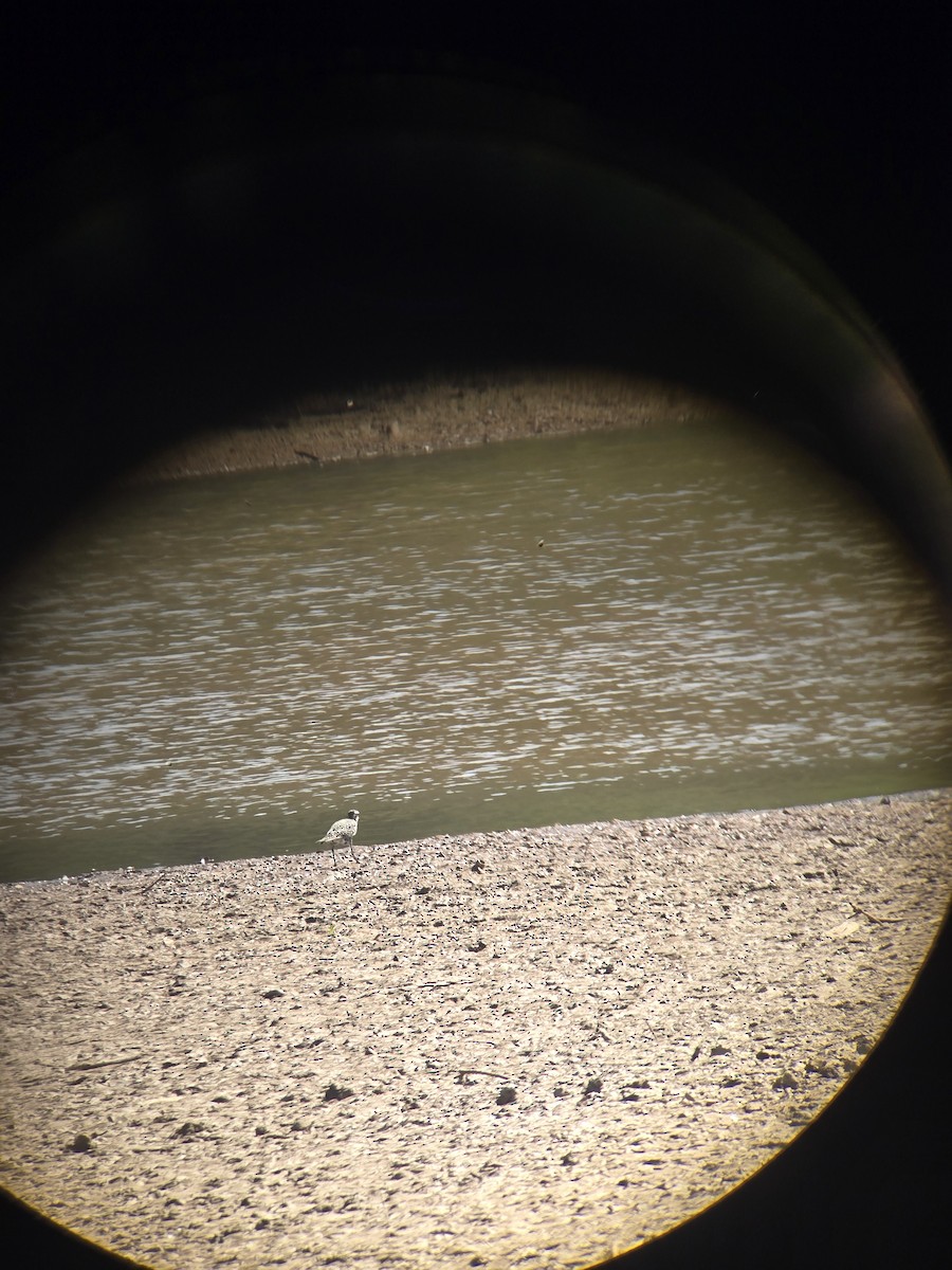 American Golden-Plover - ML641390271