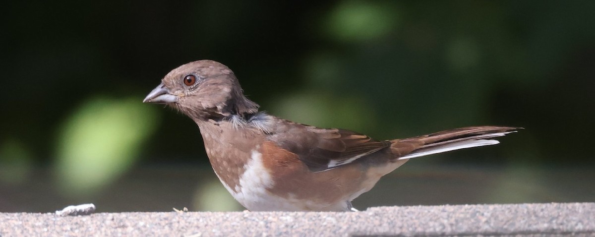 Eastern Towhee - ML641390299