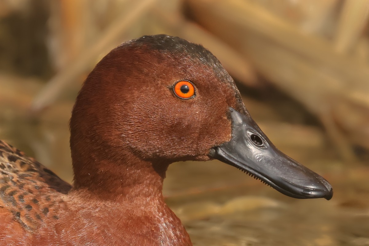 Cinnamon Teal - ML641390300