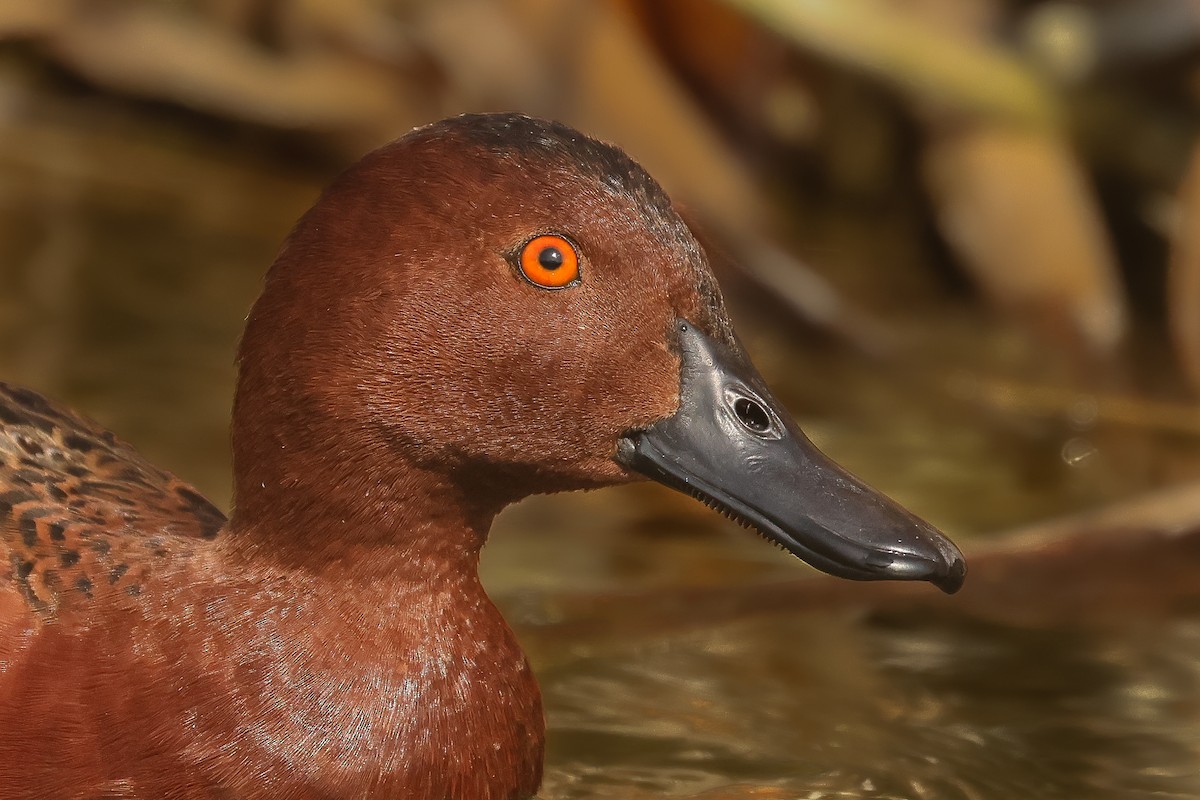 Cinnamon Teal - ML641390301