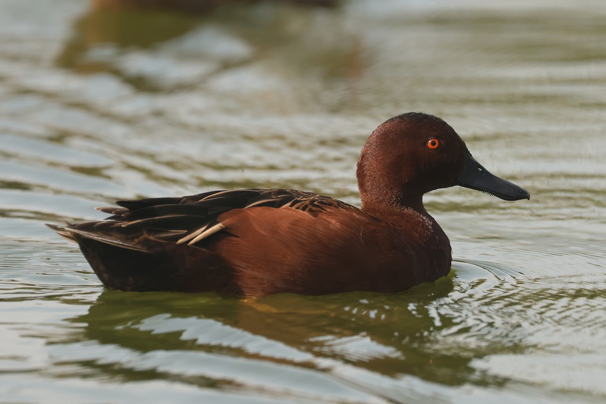 Cinnamon Teal - ML641390302