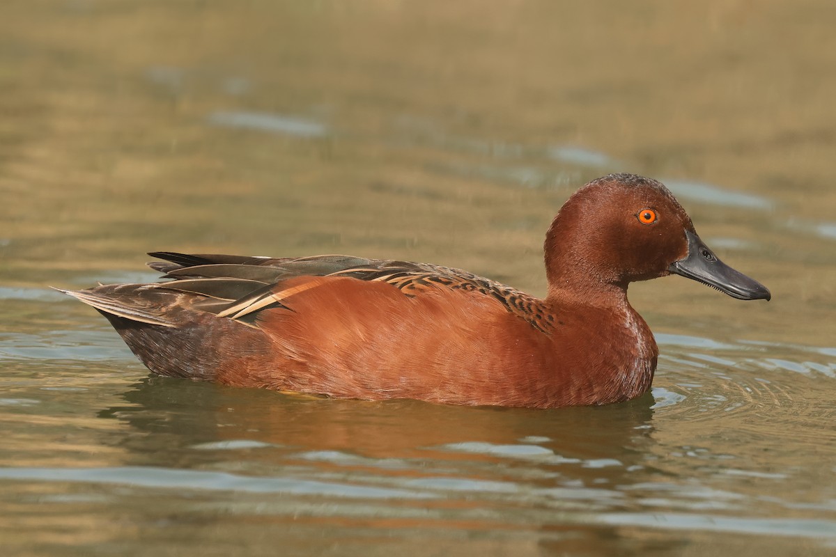 Cinnamon Teal - ML641390303