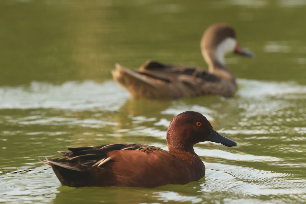 Cinnamon Teal - ML641390304