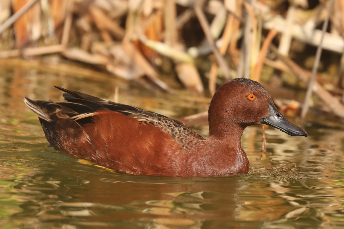 Cinnamon Teal - ML641390305