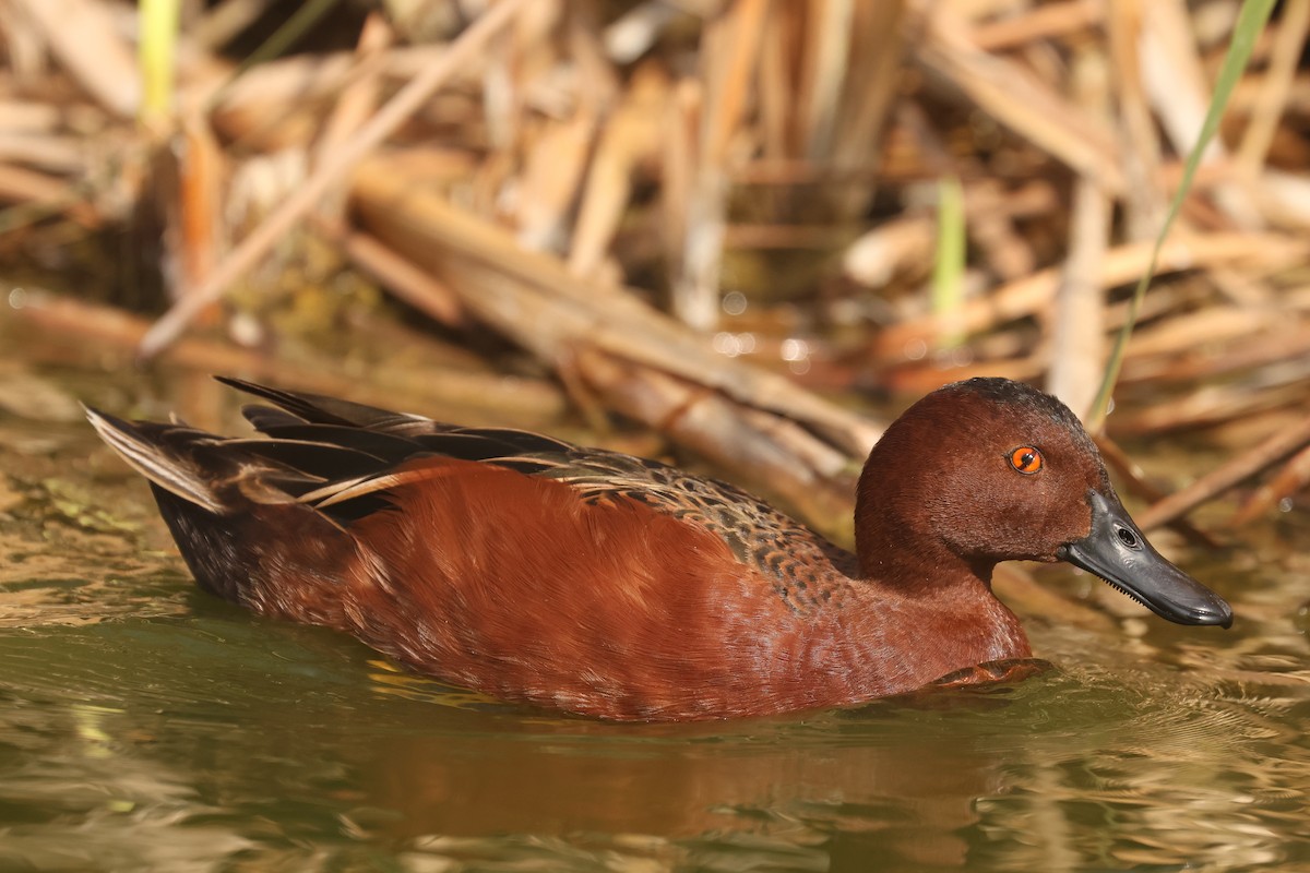 Cinnamon Teal - ML641390306