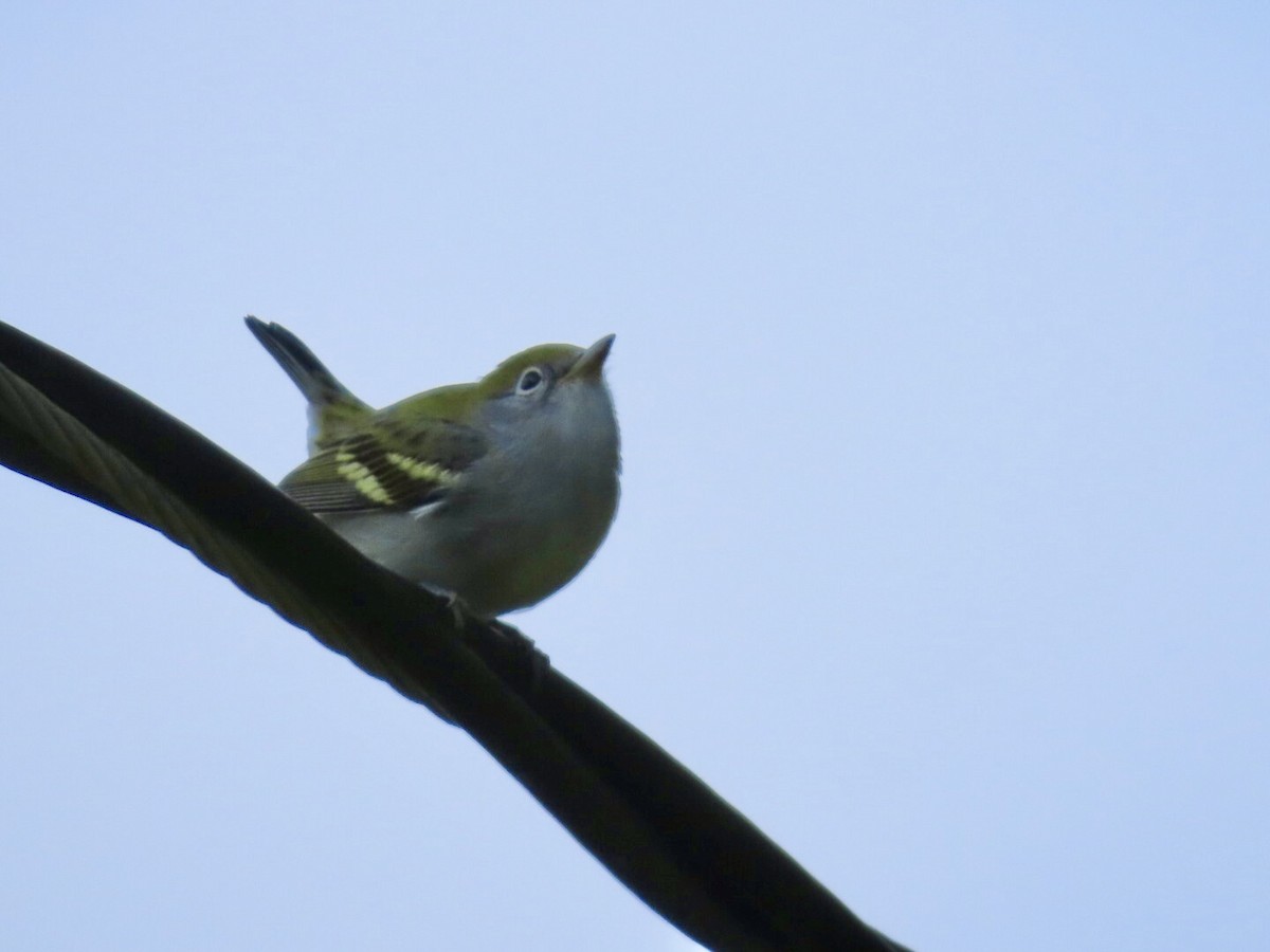Chestnut-sided Warbler - ML641390307