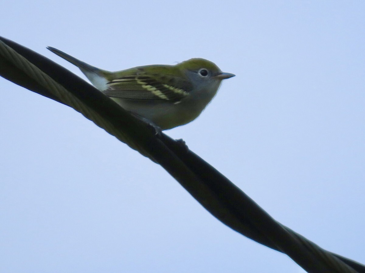 Chestnut-sided Warbler - ML641390308