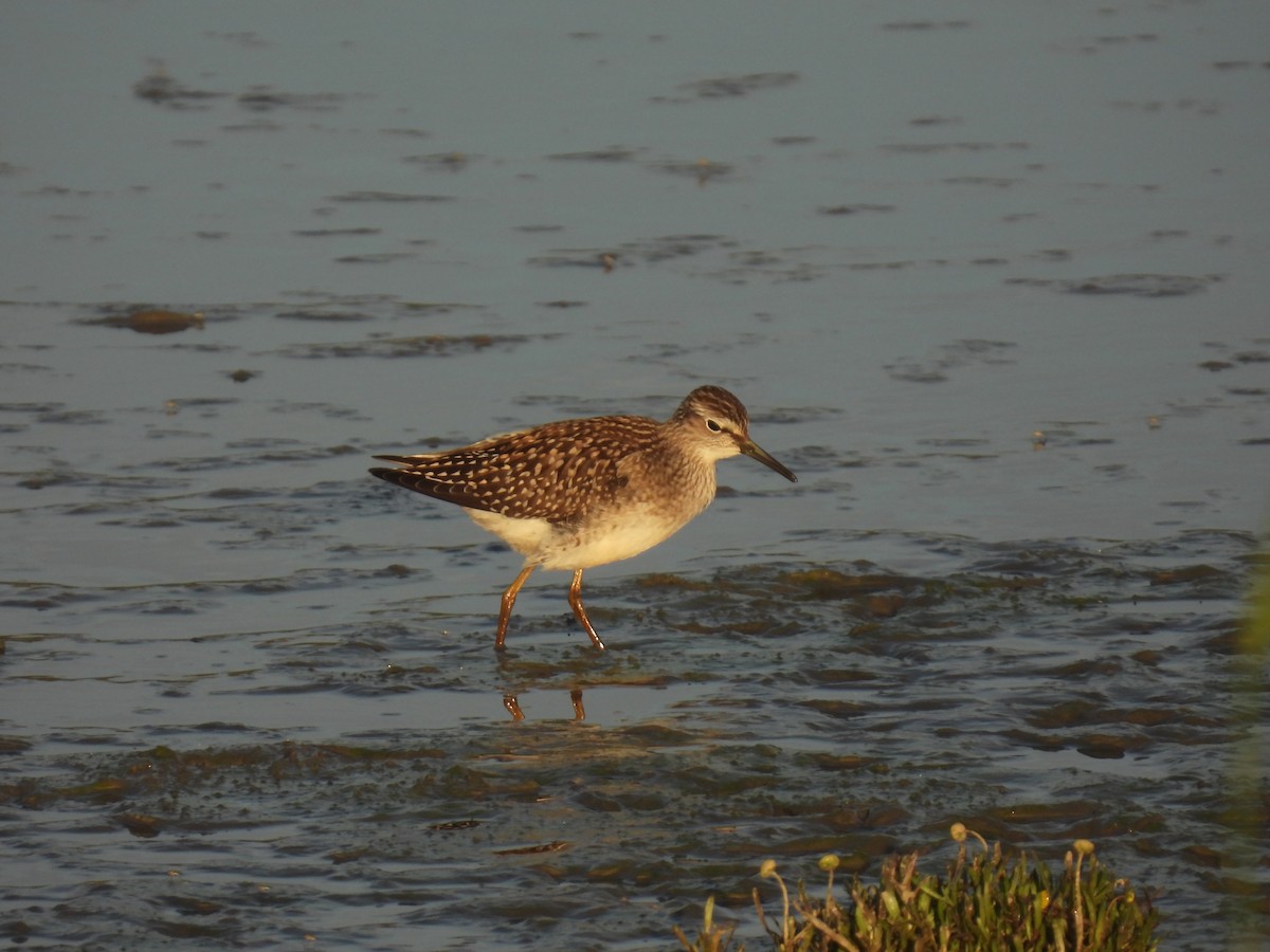 Wood Sandpiper - ML641390316