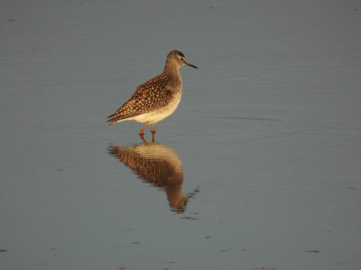 Wood Sandpiper - ML641390319