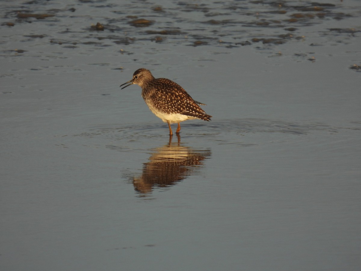 Wood Sandpiper - ML641390320