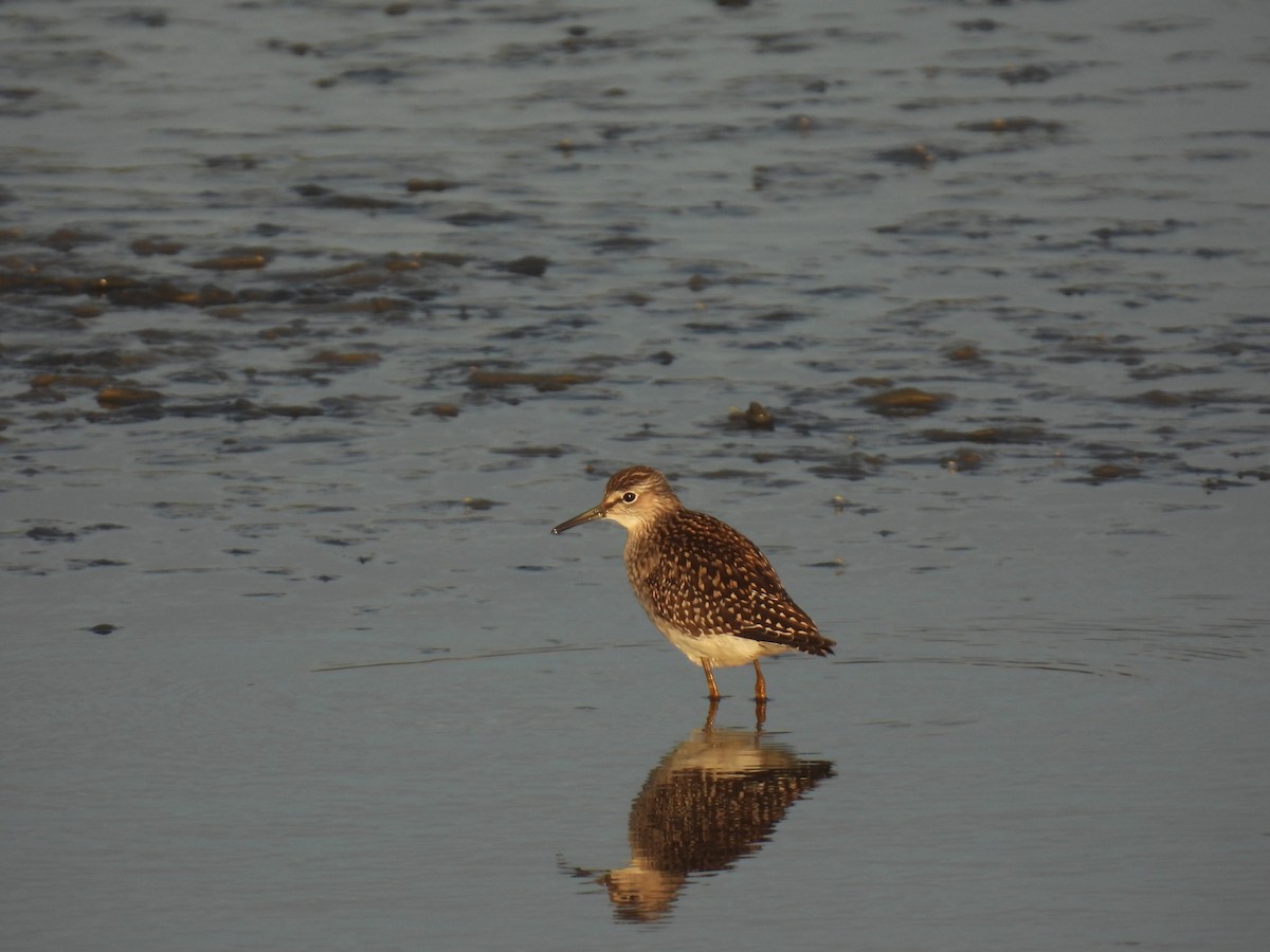 Wood Sandpiper - ML641390321