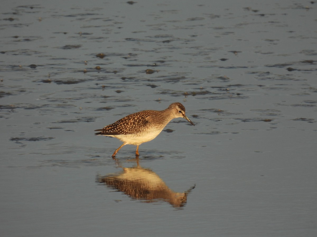 Wood Sandpiper - ML641390323
