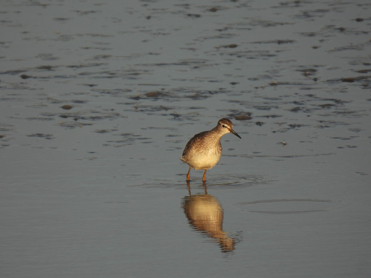 Wood Sandpiper - ML641390325