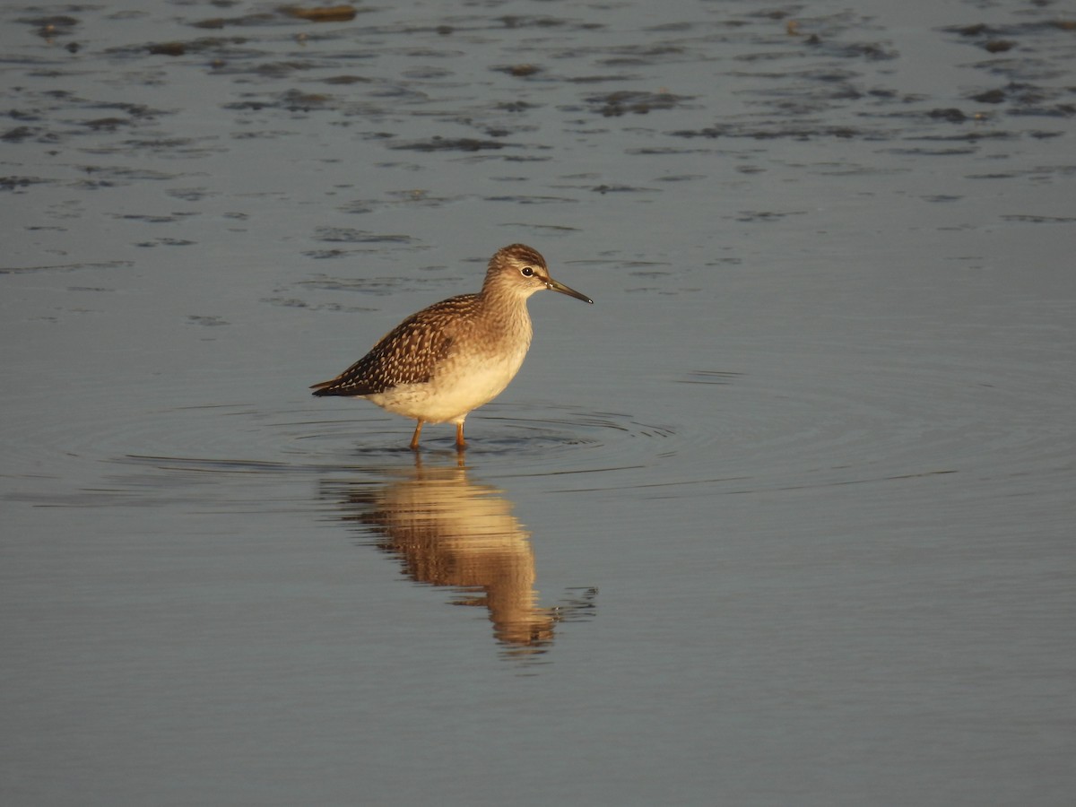 Wood Sandpiper - ML641390327