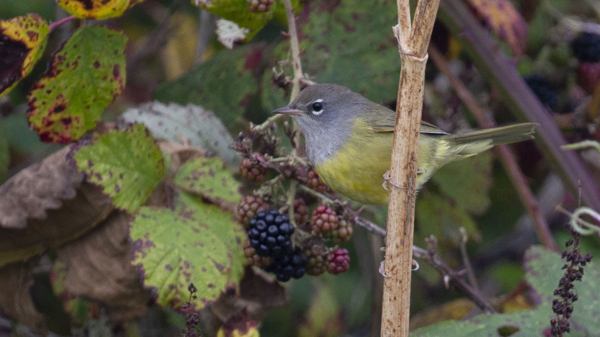 MacGillivray's Warbler - ML641390331