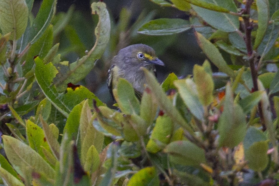 White-eyed Vireo - ML641390340