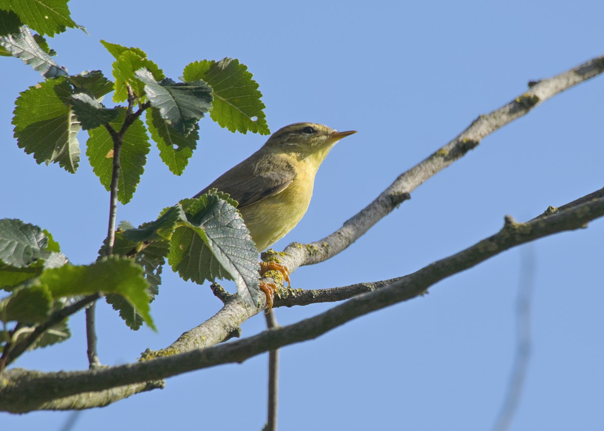 Willow Warbler - ML641390361