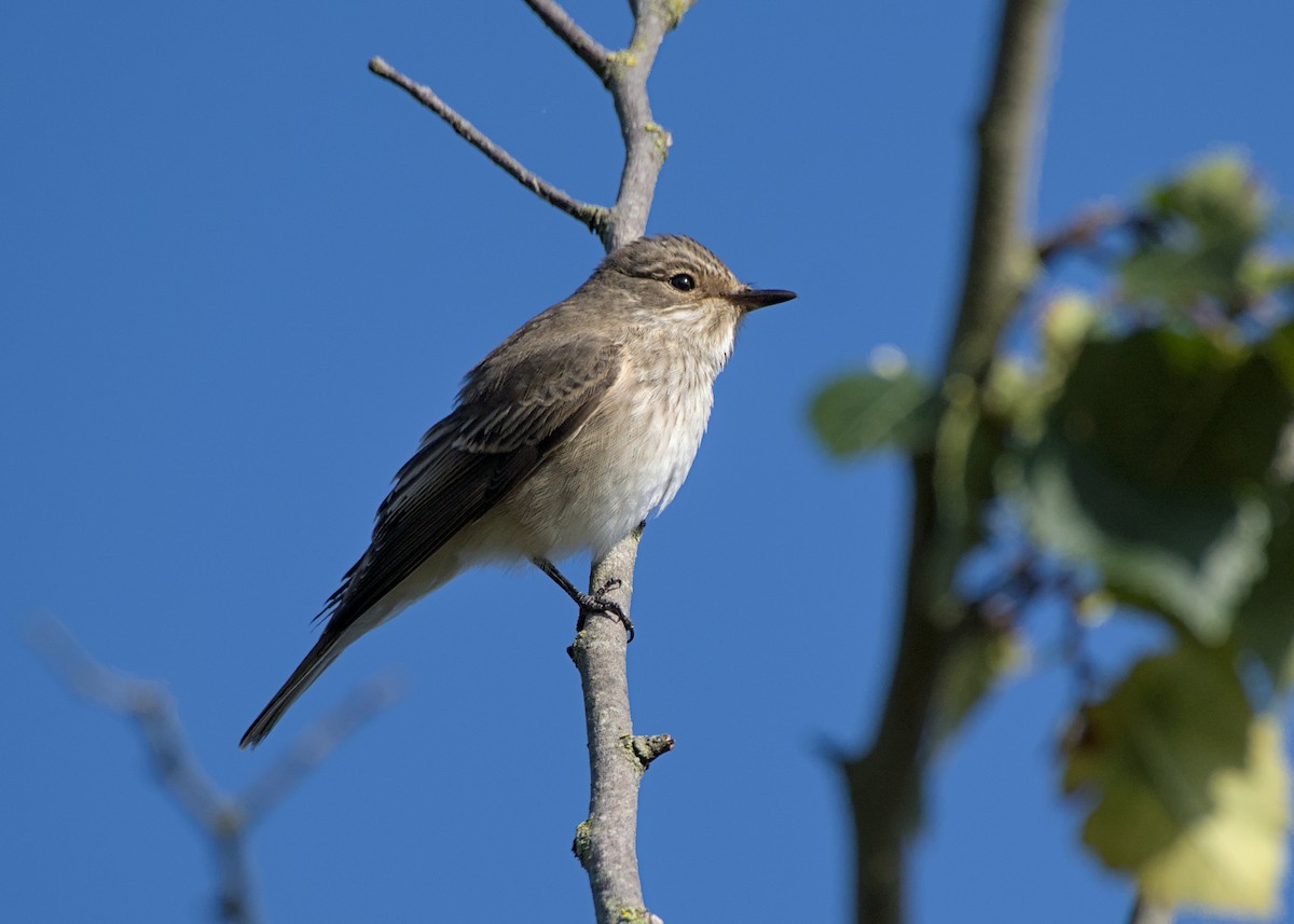 Spotted Flycatcher - ML641390366