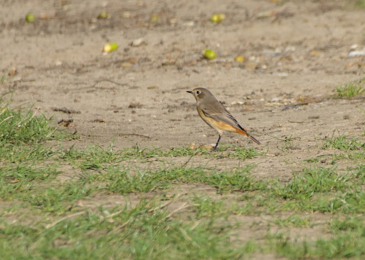 Common Redstart - ML641390369