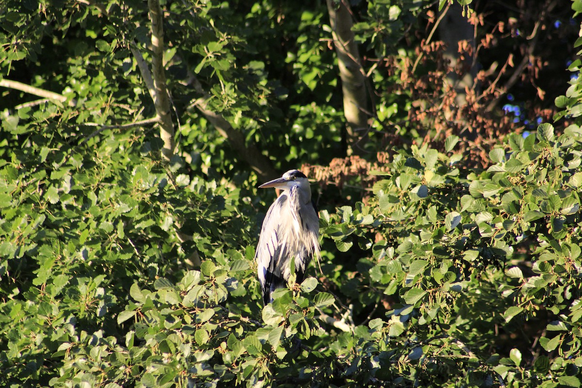 gråhegre - ML641390370