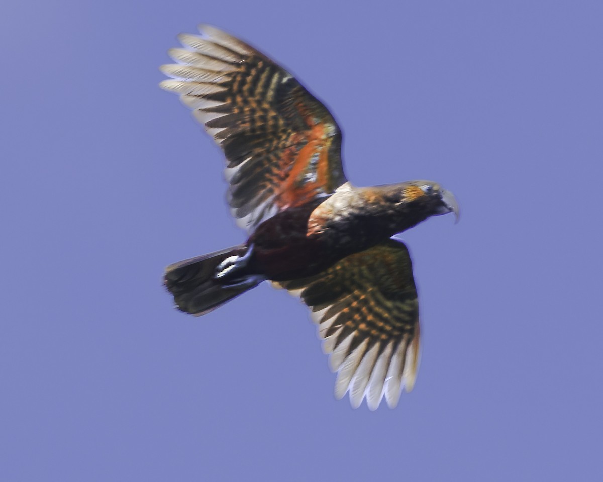 kaka - ML641390386