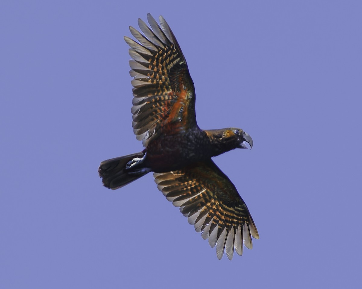 kaka - ML641390387