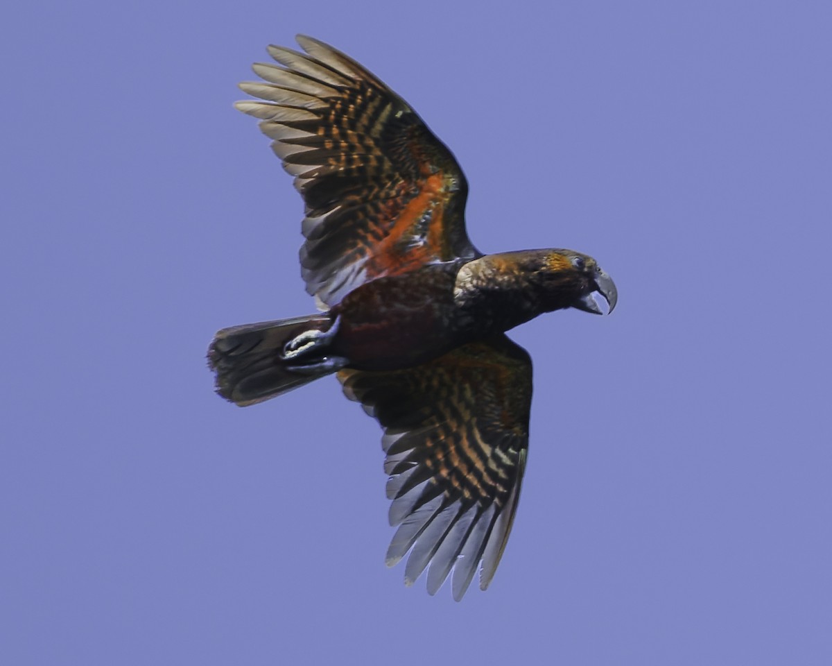kaka - ML641390388