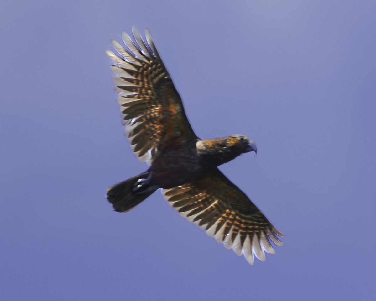kaka - ML641390389