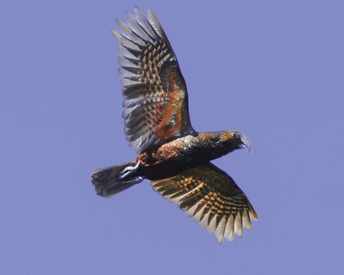 kaka - ML641390391