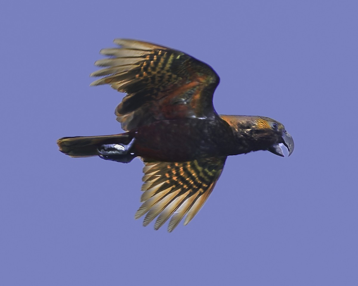 kaka - ML641390392