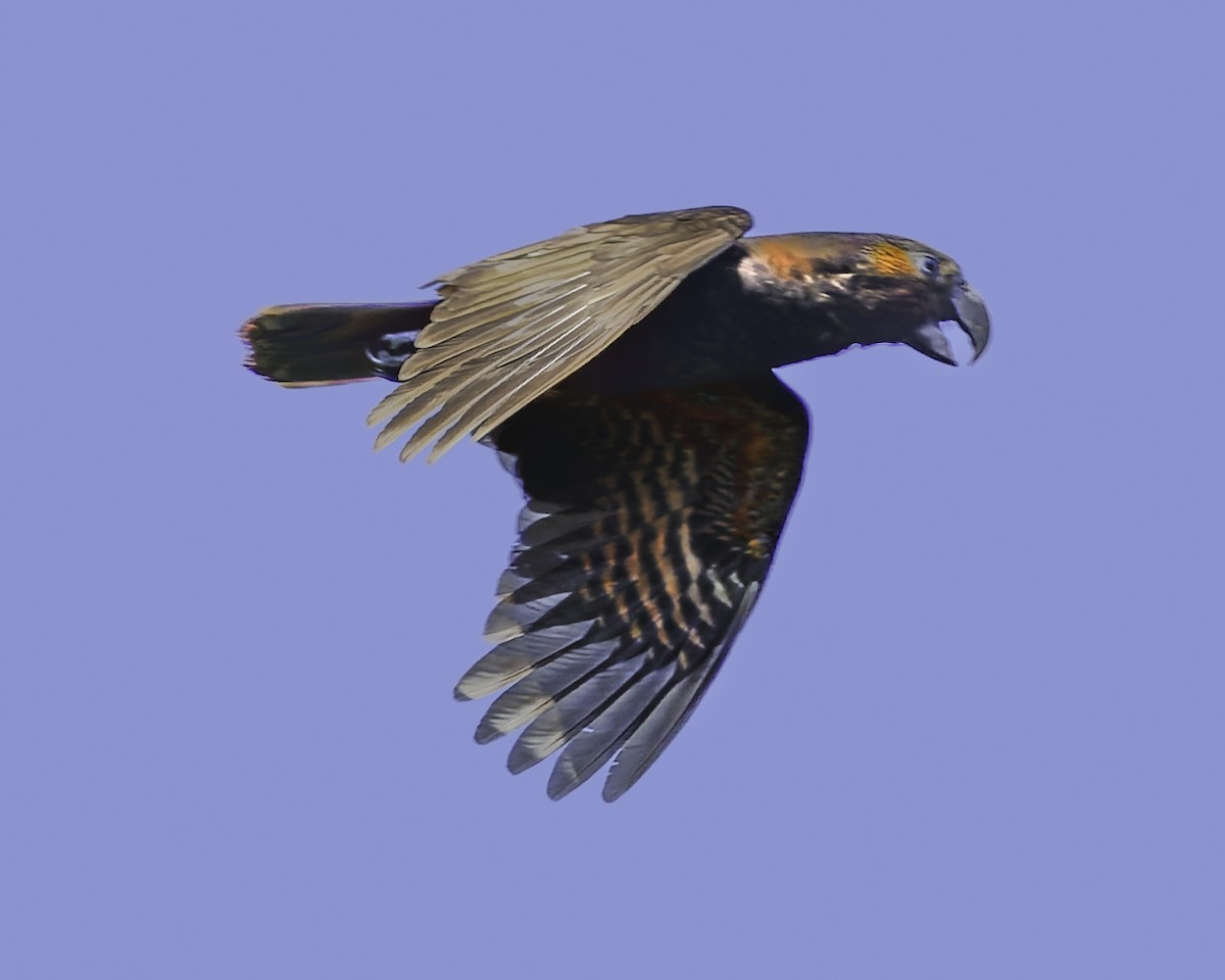 kaka - ML641390393