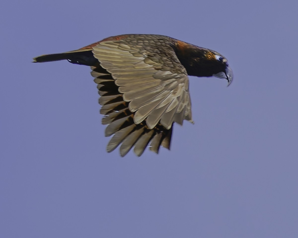kaka - ML641390394
