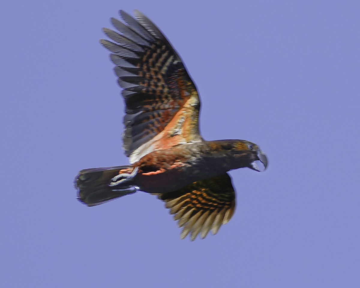 kaka - ML641390395