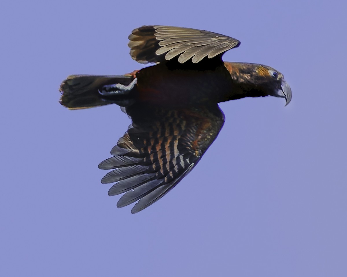 kaka - ML641390396