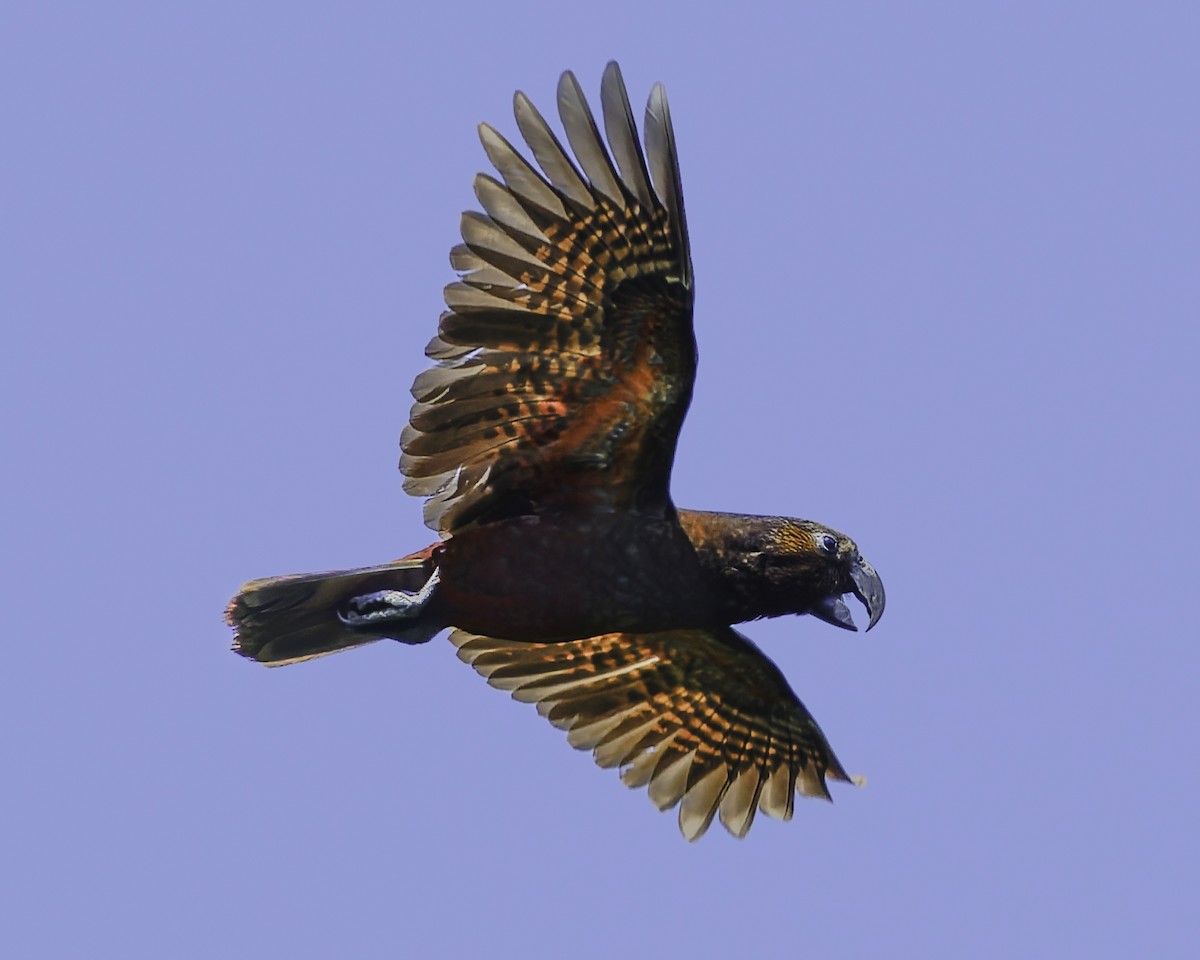 kaka - ML641390398
