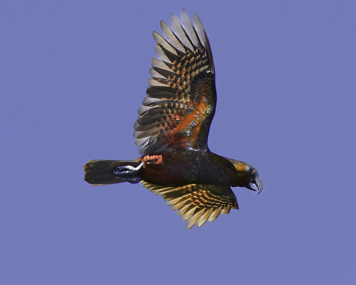 kaka - ML641390399