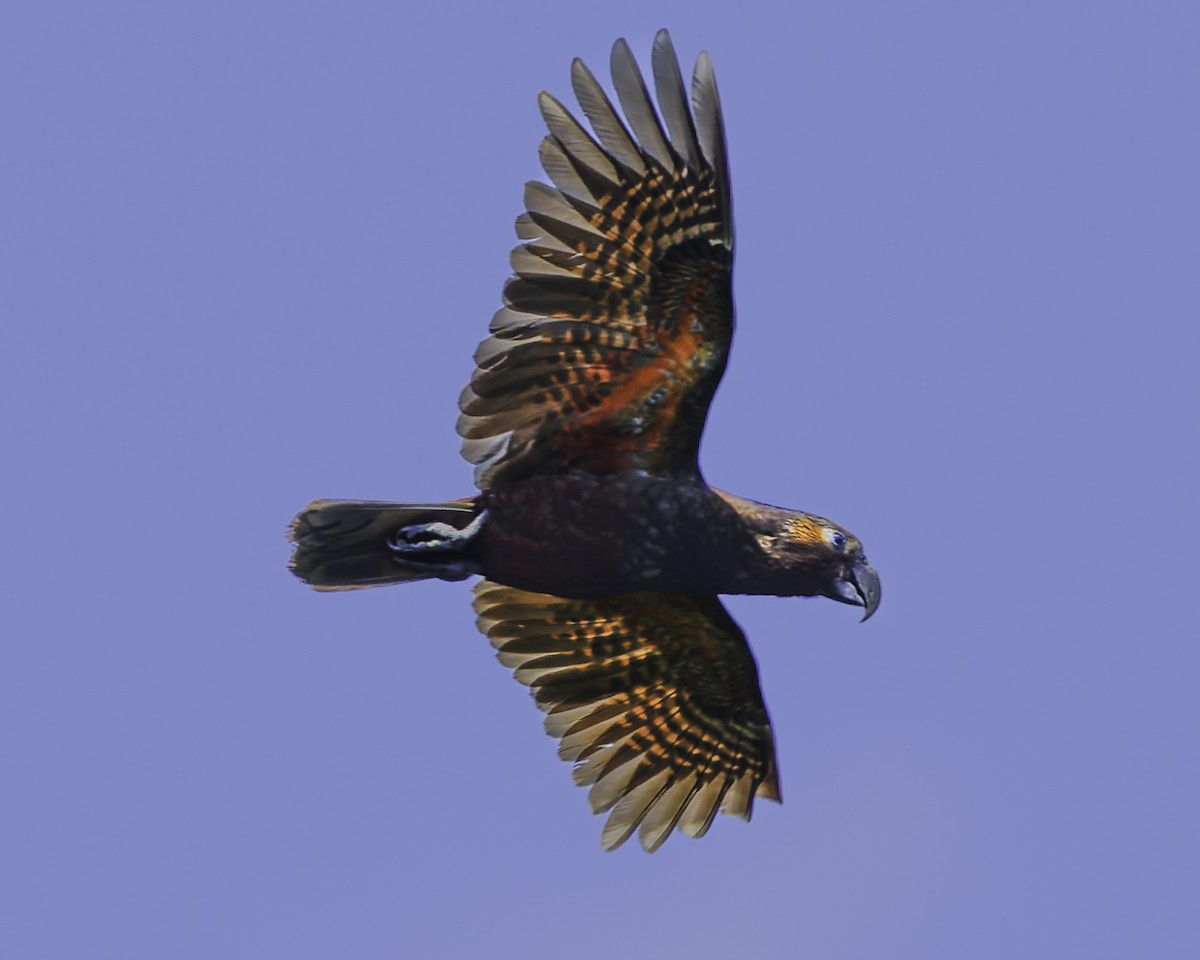 kaka - ML641390400