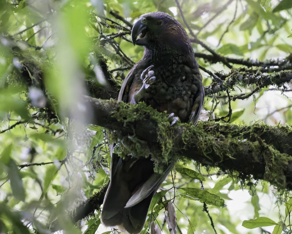 kaka - ML641390401